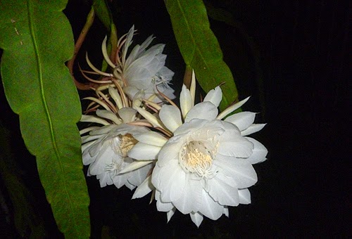 Kadupul flower