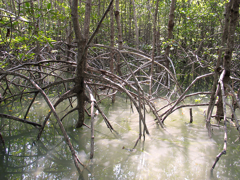 Mangrove Swamp Exposed!