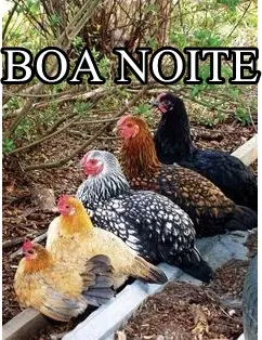 Boa noite de frango, galinha, ave. Vou dormir com as galinhas