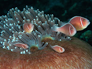 This Month in Photo of the Day: 2012 National Geographic Photo Contest . (pink anemonefish shrimp )