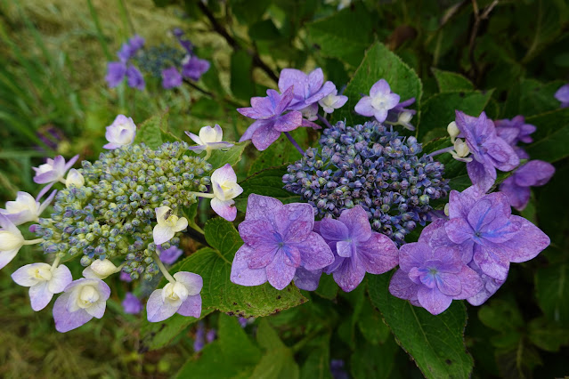 鳥取県西伯郡大山町宮内 アジサイ（紫陽花）