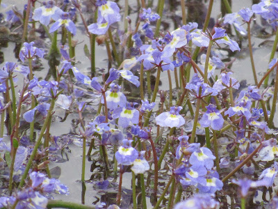 Sacramento National Wildlife Refuge