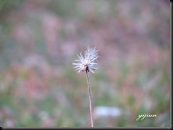 IMG_0275 copy
