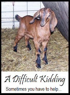 A difficult kidding - sometimes you have to help |  from Oak Hill Homestead