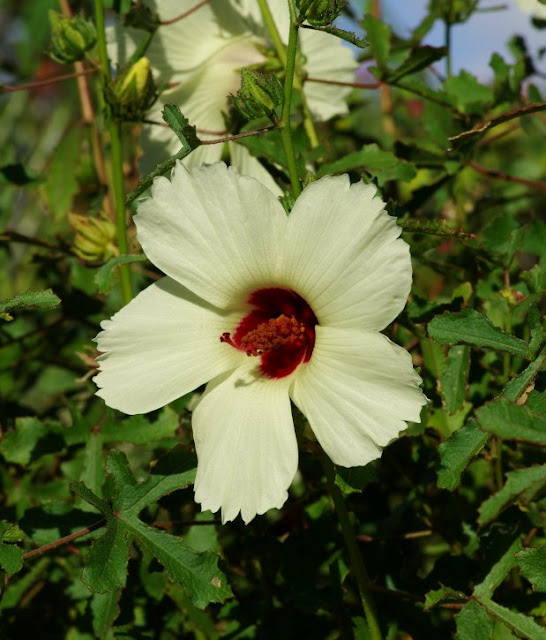 Hibiscus aculeatus, pineland hibiscus, comfortroot