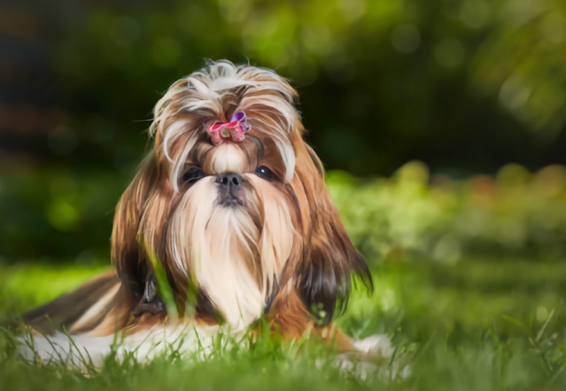 Shih Tzu