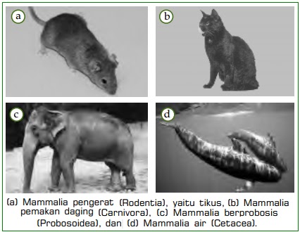 Klasifikasi Jenis Vertebrata  dan Contoh  Hewan  Vertebrata 