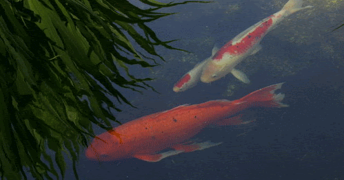  GAMBAR  IKAN  KOI ANIMASI BERGERAK  Gambar  Animasi Ikan  Koi 