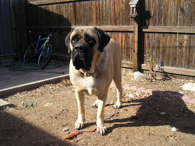 Mastiff