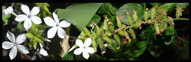 Ayurvedic Herbs Of Nepal PLUMBAOO ZEYLANICA चितु, Chitu