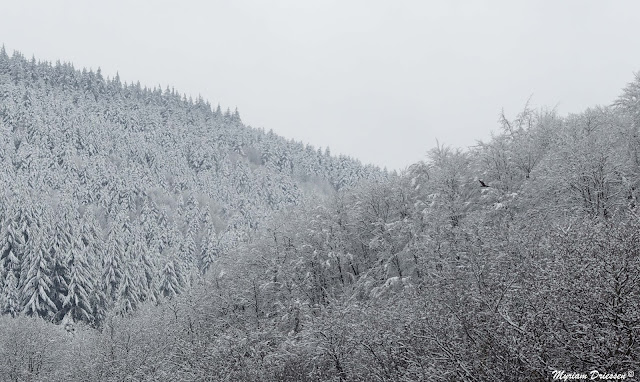 une buse chasse dans la Montagne Noire sous la neige