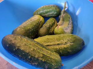 The first glut of cucumbers starts