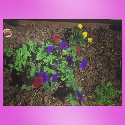 petunia and marigolds in boom in the little urban postage stamp garden