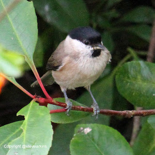 Marsh Tit