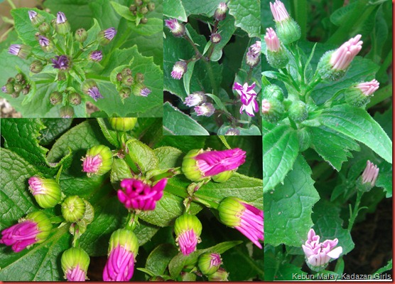 Cineraria-1