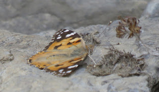 Vanessa cardui, Painted Lady