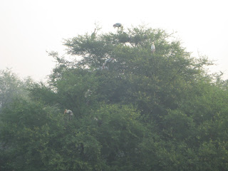 all the painted storks nest at the top of trees