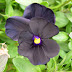 Black Flower Hybridization