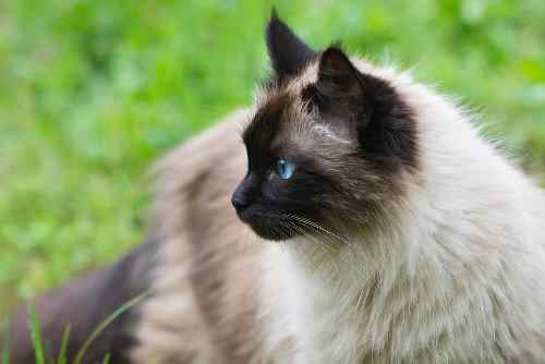 Siamese cat