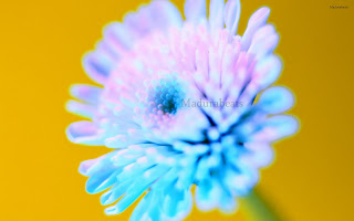 Flower images, Wide screen wallpapers,fresh flowers,Beautiful flowers,Blue_flower_shoot_hd_wallpaper  