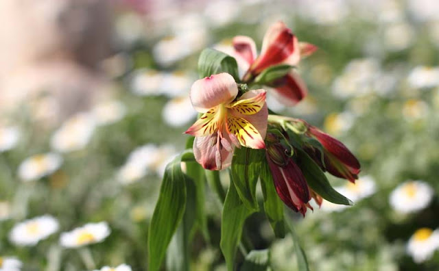 Peruvian Lily Flowers Pictures