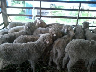 kambing biri biri aqiqah