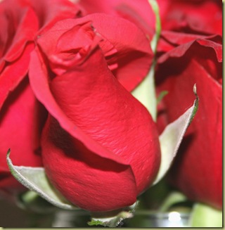 rose