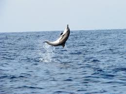 Dolphins in the Gulf Kiluan