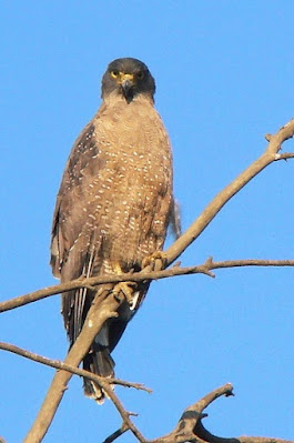 "Crested Serpent Eagle, resident, sitting on a branch."