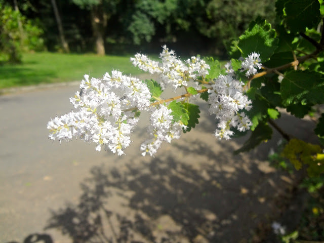 Flor Jardim Botânico de São Paulo