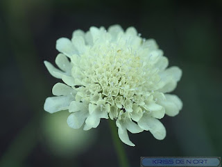 Scabieuse jaune pâle - Scabieuse ochroleuca - Scabiosa ochroleuca