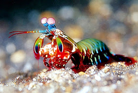 mantis shrimp