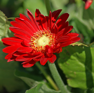 Larkspurpink Flowers on Flowers Desktop Wallpaper  Gerbera Daisy