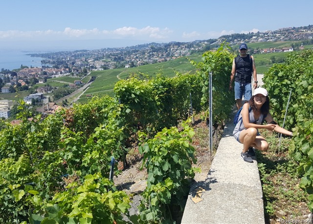 Hiking the Wine Trail of Lavaux - Route Petite-Corniche