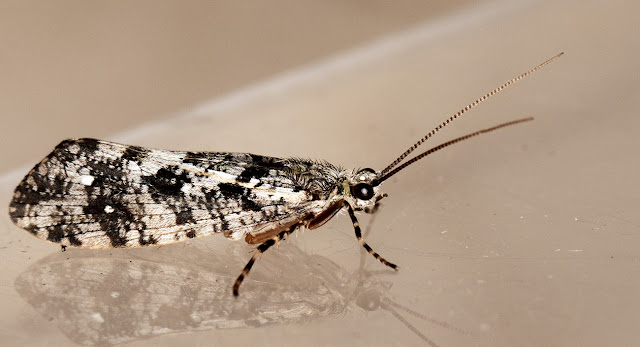 Caddis, Speckled Peter, Agrypnia varia.  Kelsey Park, 28 August 2015.