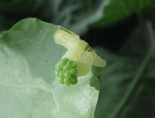 caterpillar with green eggs in middle of body