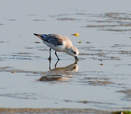 4. Sanderling-kab