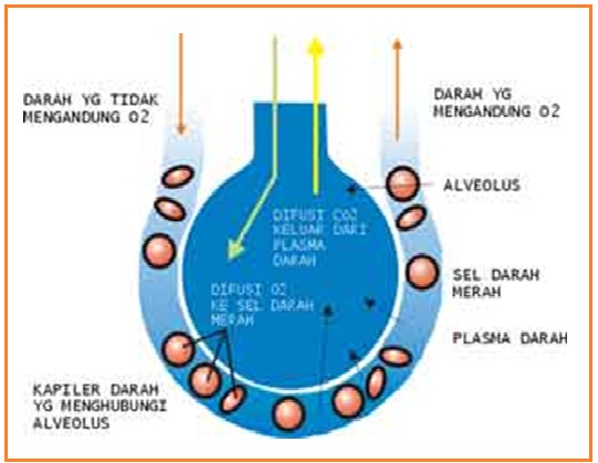 BIOLOGI GONZAGA: PERTUKARAN O2 DAN CO2