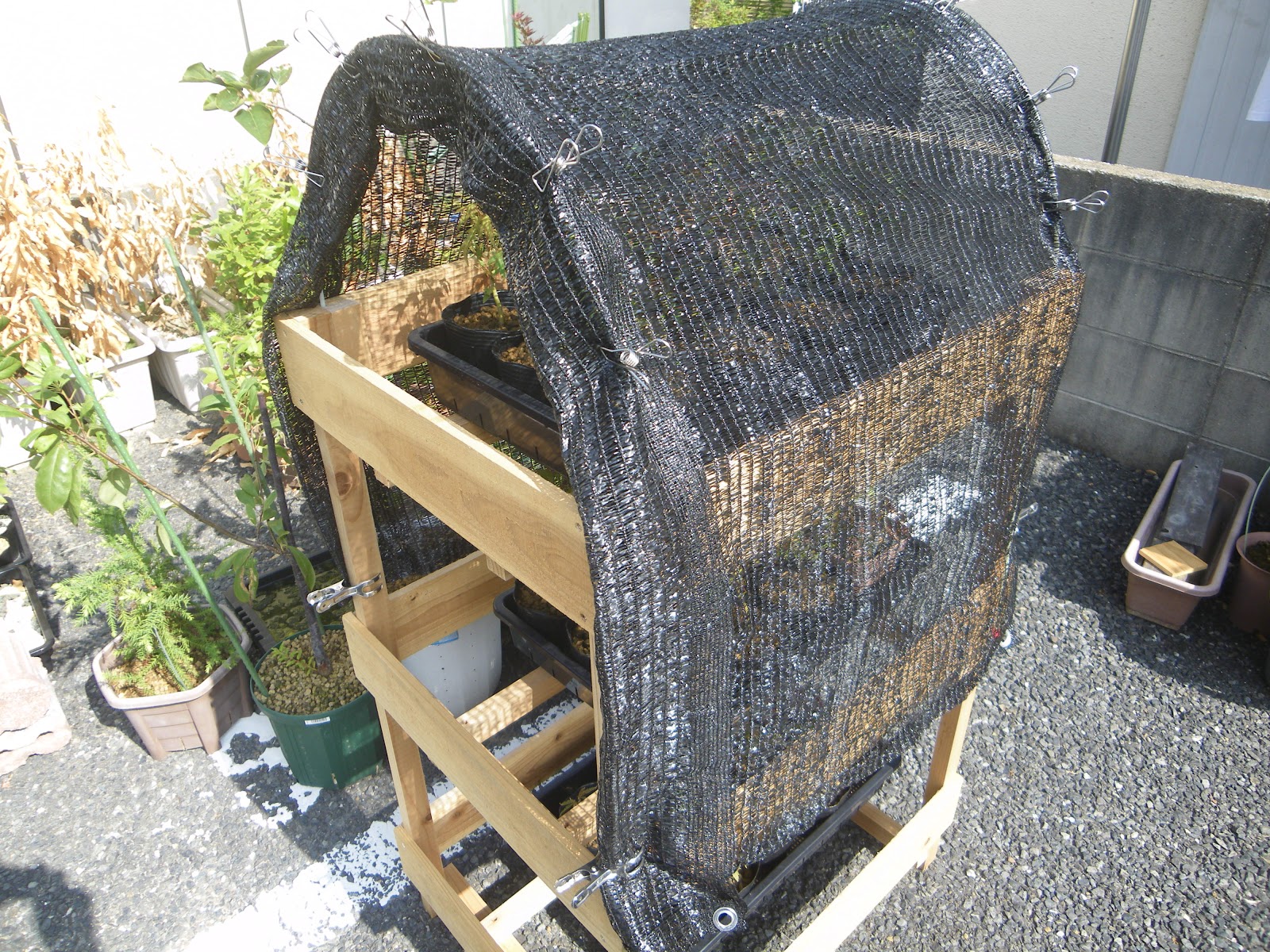 ミニ盆栽の水切れ対策 暑い夏の葉枯れを防ぐ メダカの大工