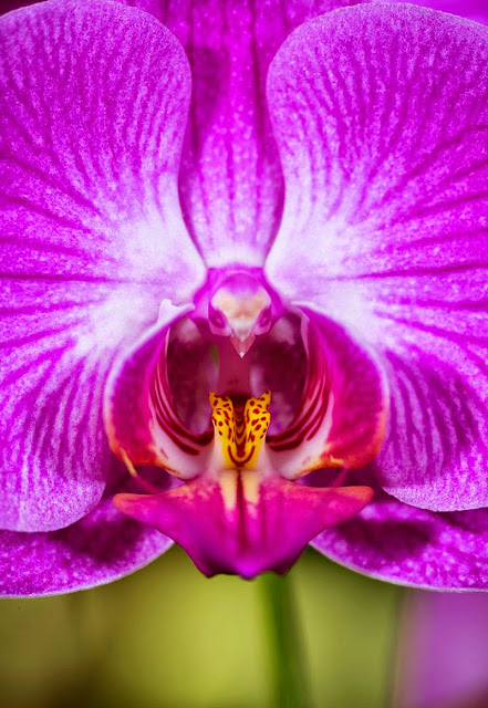 Moth Orchid, Phalaenopsis, resemble flowers, orchid