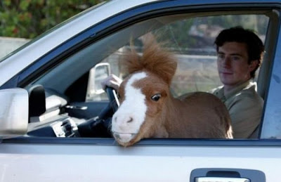 Charming Miniature Horse Koda Seen On www.coolpicturegallery.us