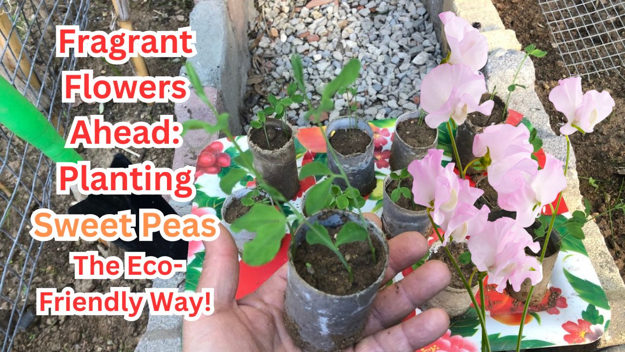 In our latest video tutorial, we guide you through the process of starting sweet pea seedlings in toilet paper rolls and transplanting them into your garden for a beautiful and fragrant display all summer long.