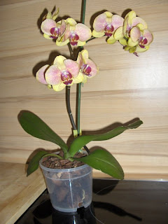 Phalaenopsis ibrida, prima fioritura dopol'acquisto. Fiori gialli con rosa intenso sfumato al centro.