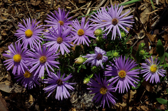 Symphyotrichum oblongifolium 'Raydon's Favorite' - aromatic aster