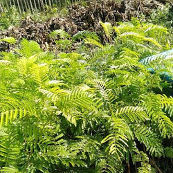 Jual Bibit Pohon Petai Yang Bagus Surabaya