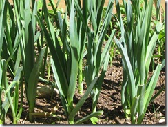 Leeks