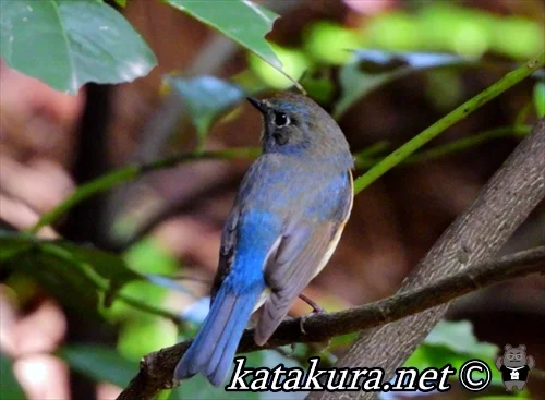 るりびたき,ルリビタキ,台湾の鳥,台湾野鳥,渡り鳥,野柳,女王岩,金山区,台湾