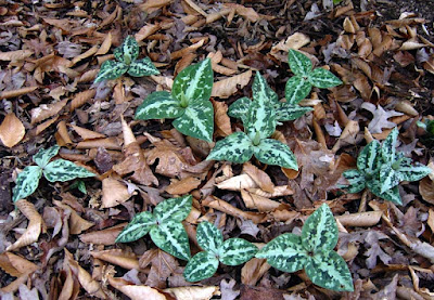 Trillium underwoodii