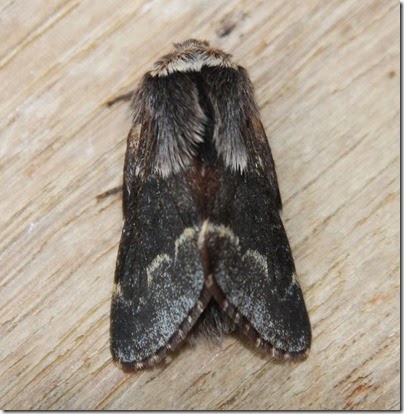 December-Moth