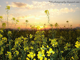 Canola Flowers